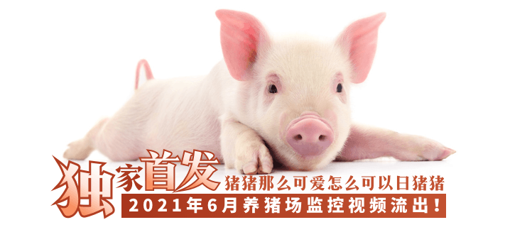 【独家首发】2021年6月养猪场监控视频流出！ ！ ！ !